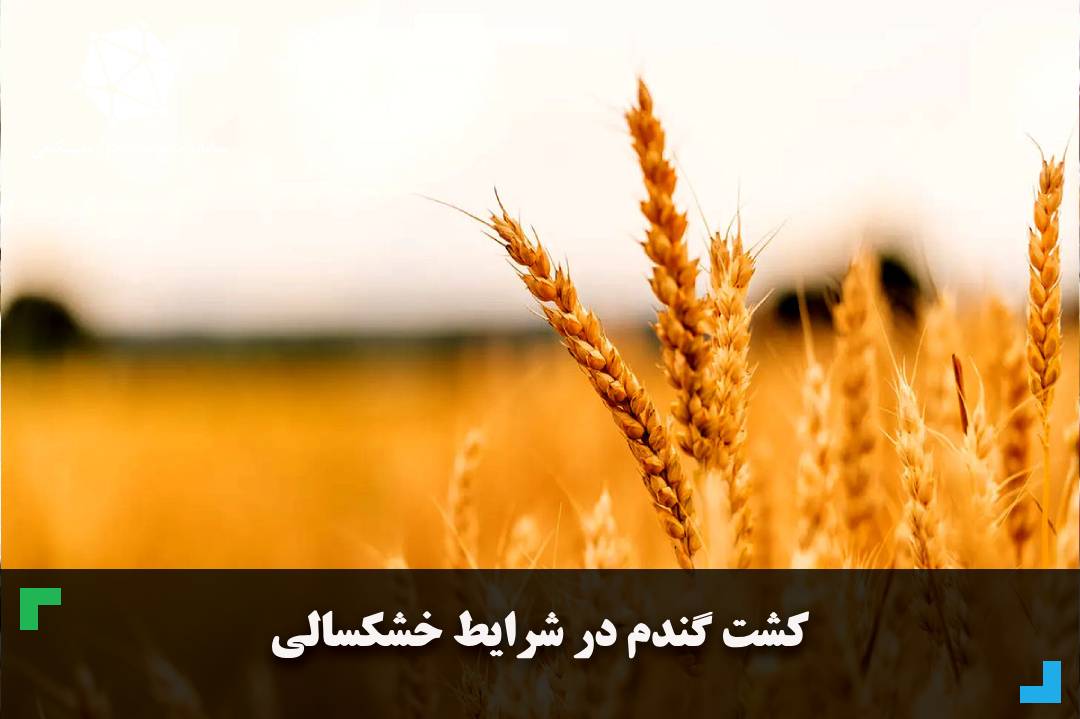 کشت گندم در شرایط خشکسالی